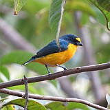 yellow-crowned euphonia